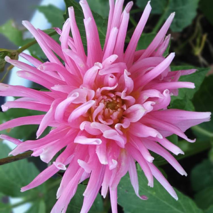 Plant image Dahlia 'Wizard of Oz'