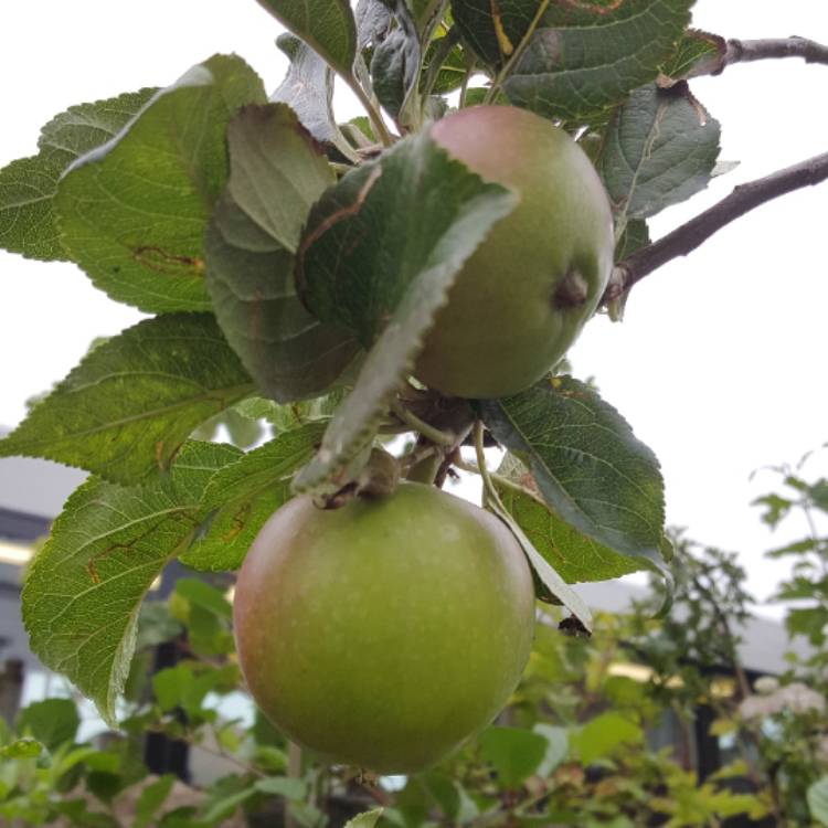 Plant image Malus domestica 'Red Devil'