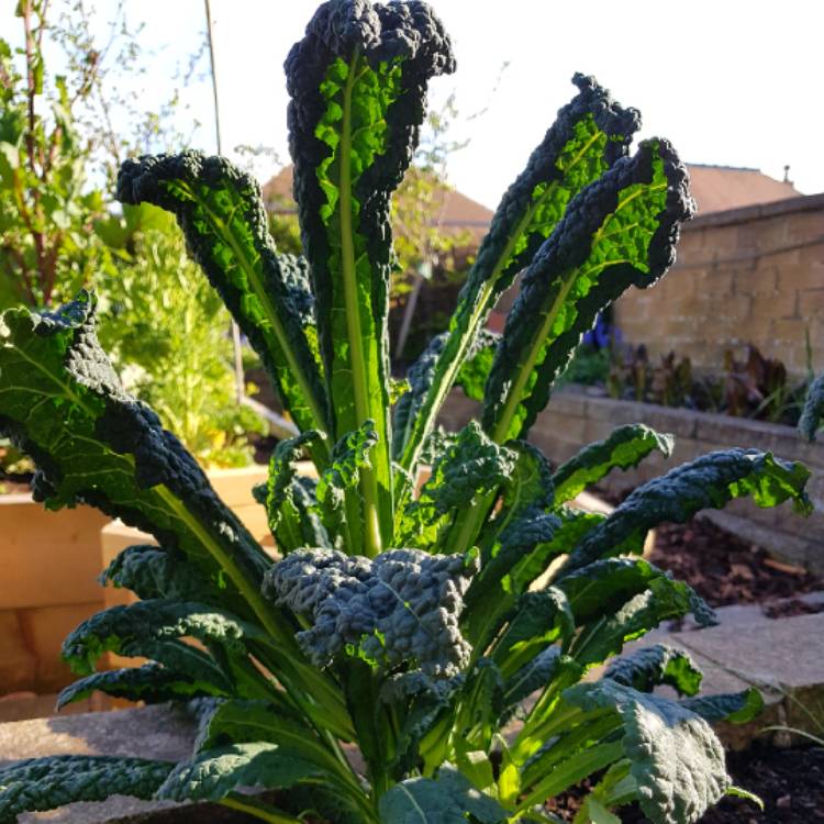 Plant image Brassica oleracea (Acephala Group) 'Nero di Toscana'