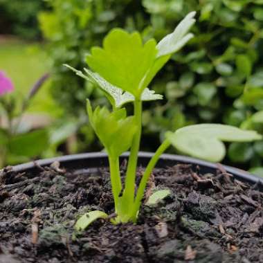 Apium graveolens var. rapaceum