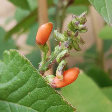 Phaseolus coccineus