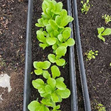 Lactuca sativa 'Winter Density'