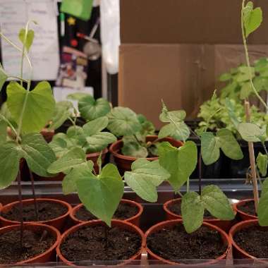 Ipomoea purpurea 'Star Of Yalta'