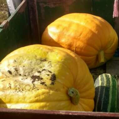 Cucurbita Maxima 'Atlantic Giant'