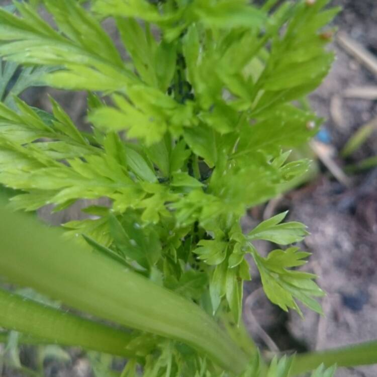 Plant image Daucus carota subsp. sativus 'Royal Chantenay'