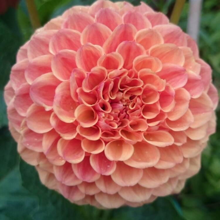 Plant image Dahlia 'Bantling'