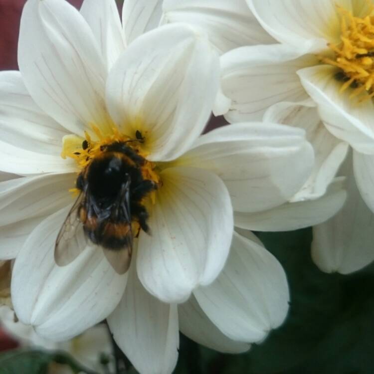 Plant image Dahlia 'Bishop of Dover'