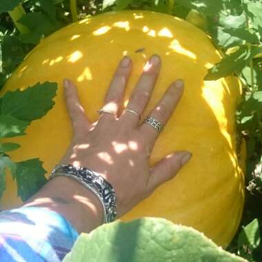 Cucurbita Maxima 'Atlantic Giant'