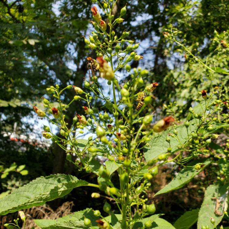 Plant image Scrophularia nodosa