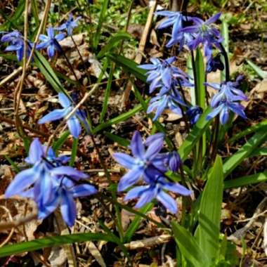 Scilla siberica