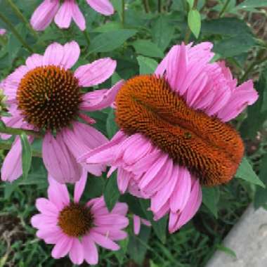 Echinacea