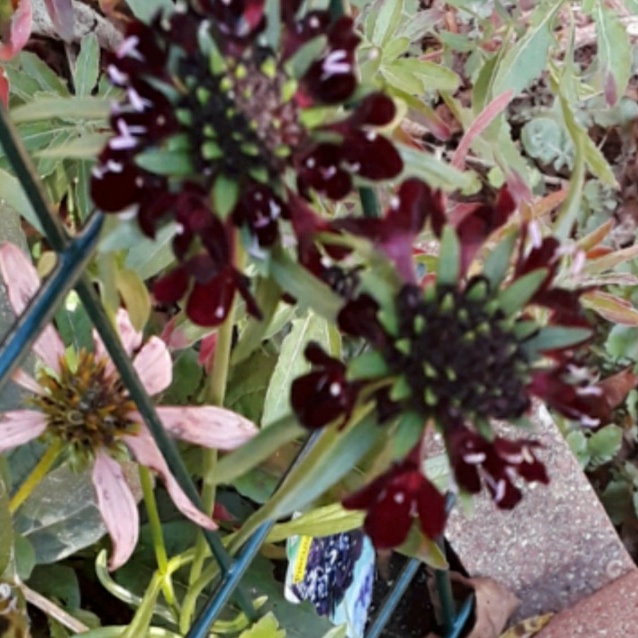 Plant image Scabiosa atropurpurea 'Black Knight'