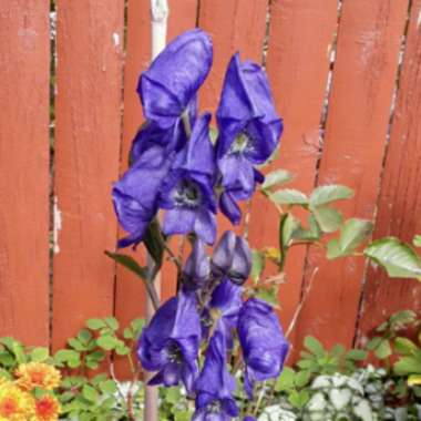 Aconitum