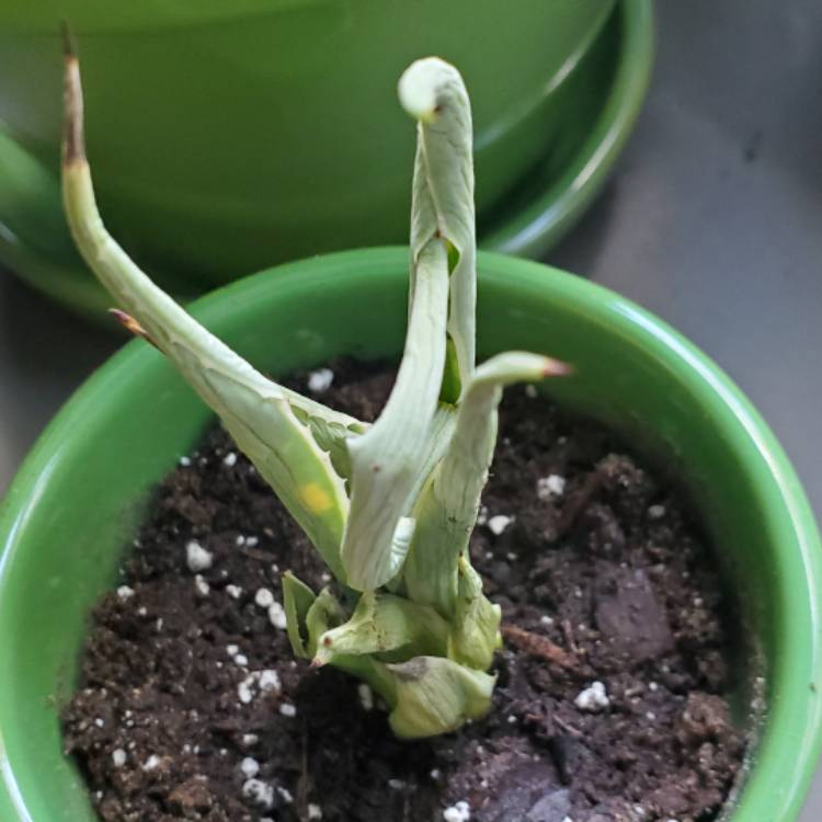 Plant image Agave Augustifolia Variegata