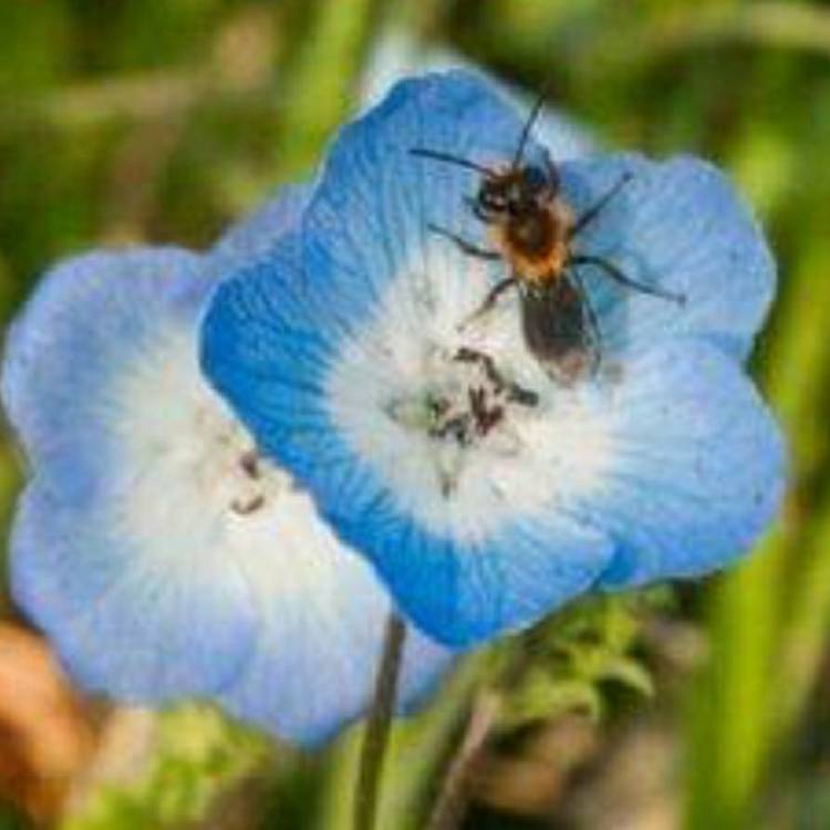 Plant image Nemophila menziesii