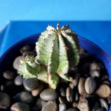 Euphorbia polygona 'Snowflake'