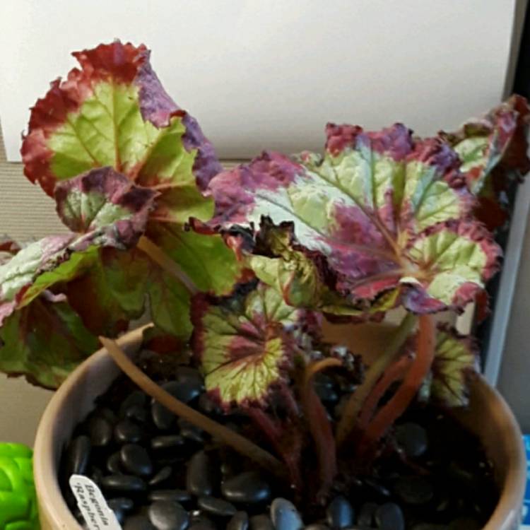 Plant image Begonia (Rex Cultorum Group) 'Raspberry Torte' syn. Begonia rex 'Raspberry Torte'