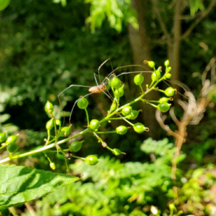 Plant image Scrophularia nodosa