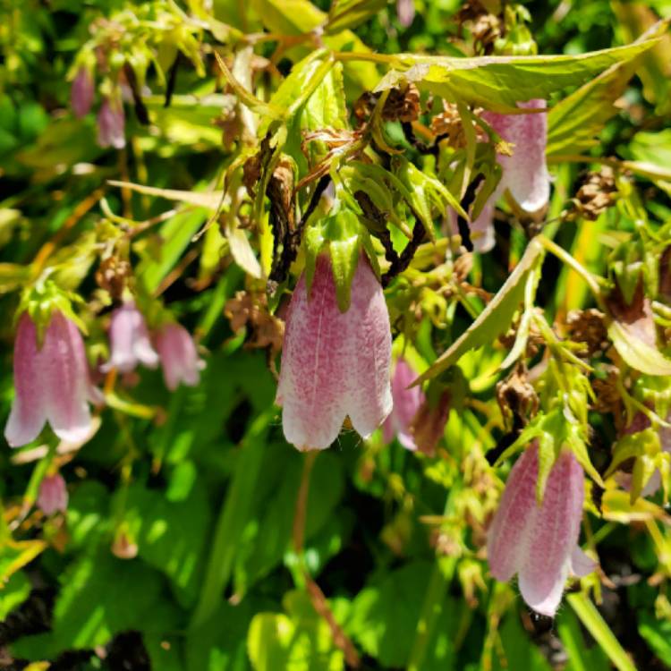 Plant image Campanula punctata 'Silver Bells'