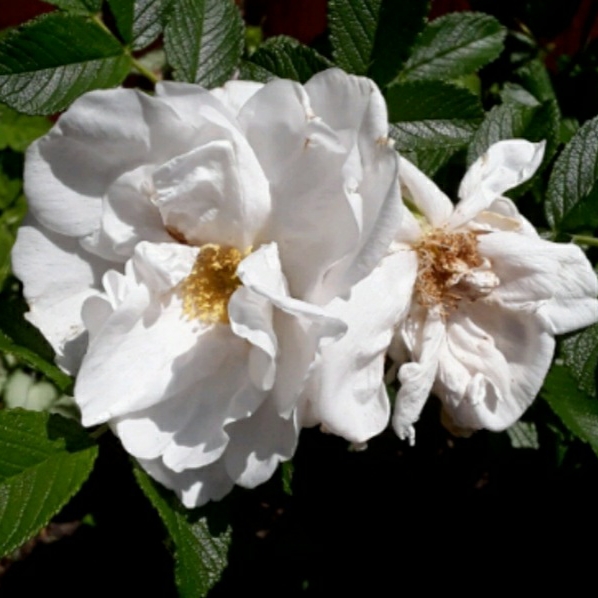 Plant image Rosa 'Blanc Double de Coubert' syn. Rosa 'Blanche Double de Coubert'