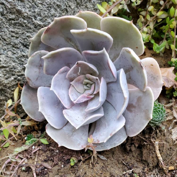 Plant image Echeveria Big Blue