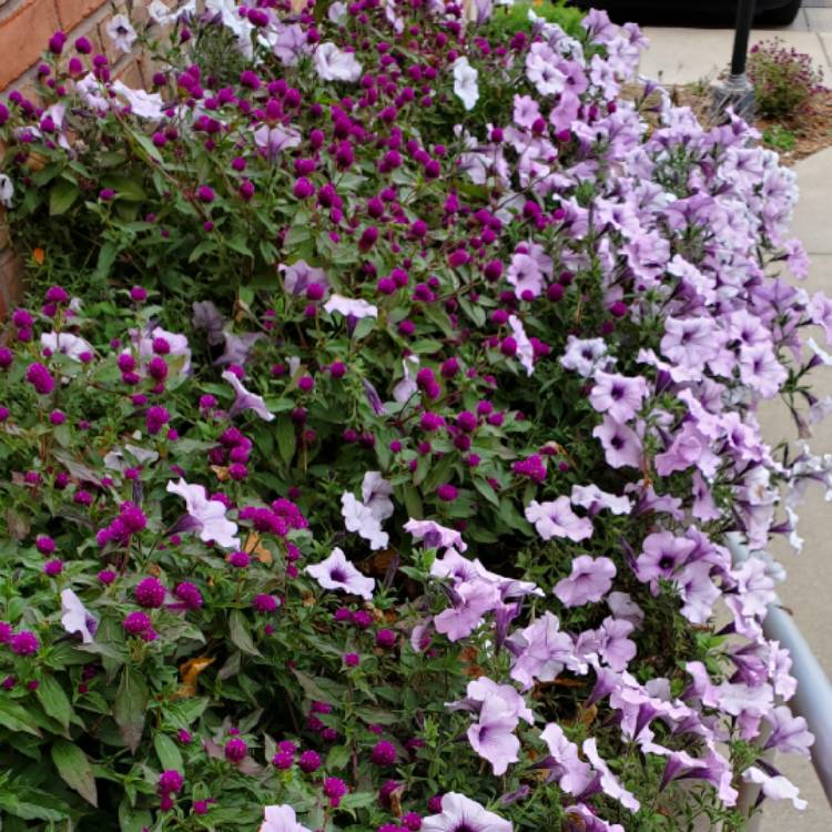 Plant image Petunia 'Conblue' (Supertunia Series) syn. Petunia 'Supertunia Trailing Blue Veined', Petunia 'Supertunia 'Mini Blue Veined'