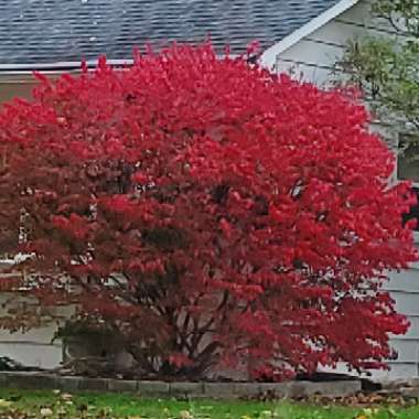 Euonymus alatus