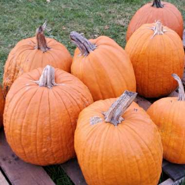 Cucurbita Maxima 'Jack O'Lantern'