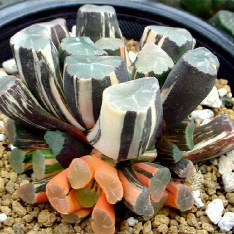 Plant image Haworthia Maughanii