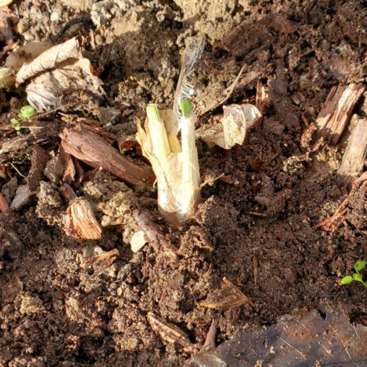 Plant image Allium cernuum