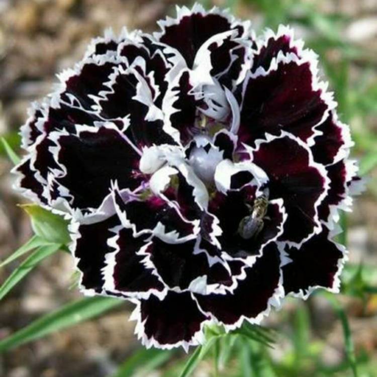 Plant image Dianthus chinensis 'Chianti'