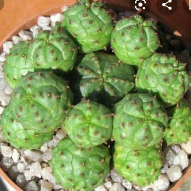 Euphorbia Pseudoglobosa