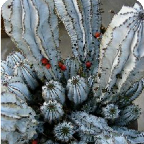 Plant image Euphorbia horrida