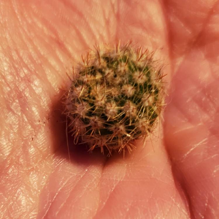 Plant image x Echinobivia Rainbow Bursts