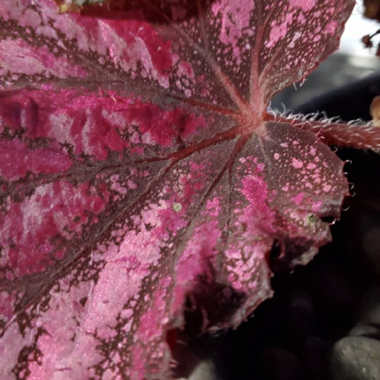 Plant image Begonia 'Jean'