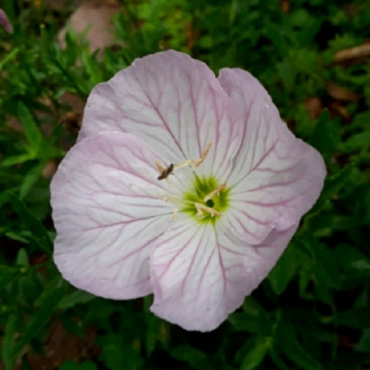 Plant image Oenothera speciosa