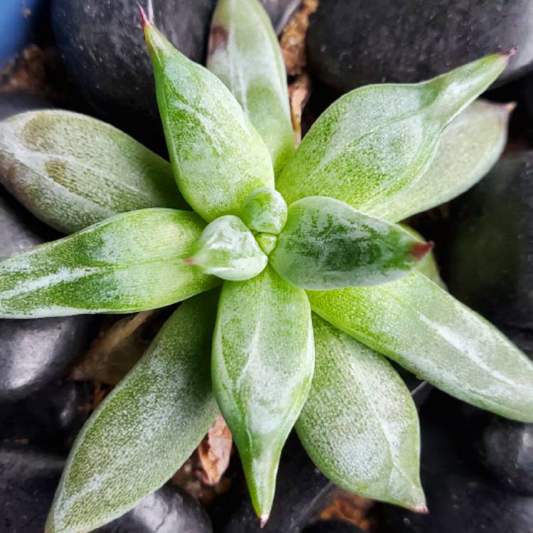 Plant image Echeveria Unguiculata