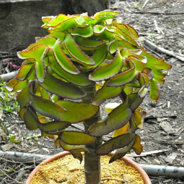 Plant image Kalanchoe prolifera