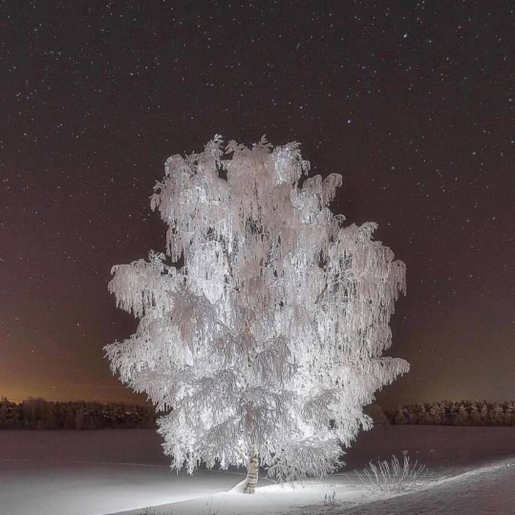 Plant image Betula papyrifera