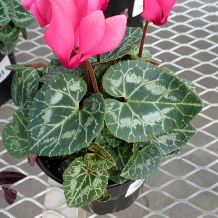 Plant image Cyclamen persicum