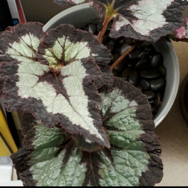 Plant image Begonia (Rex Cultorum Group) 'China Curl' syn. Begonia rex 'China Curl'