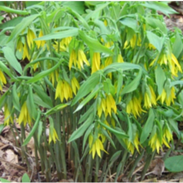 Plant image Uvularia grandiflora