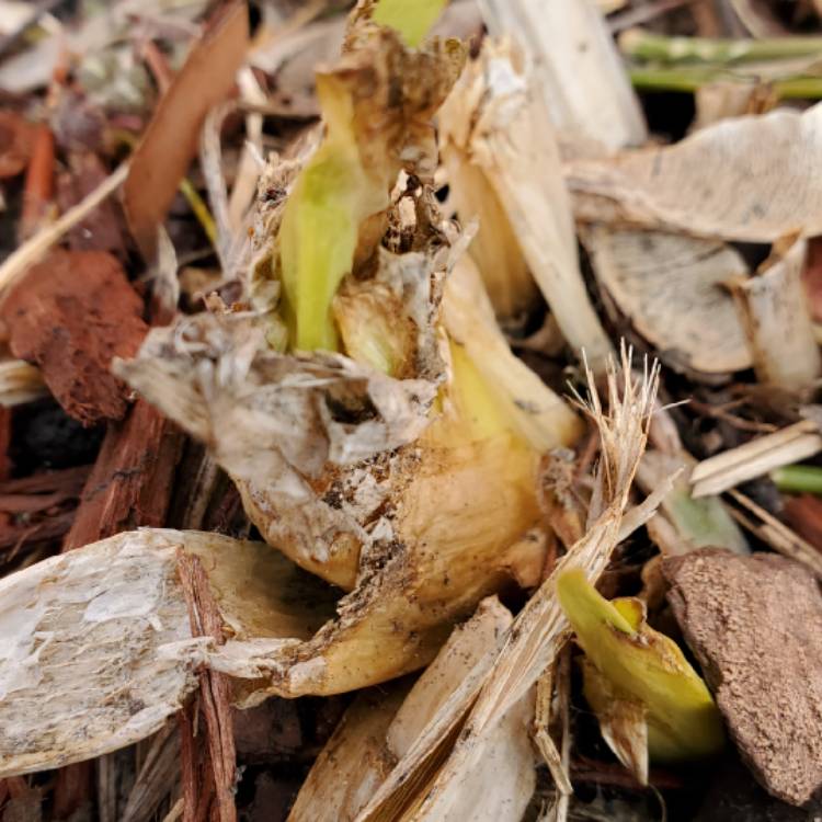 Plant image Iris x germanica 'Clarence'