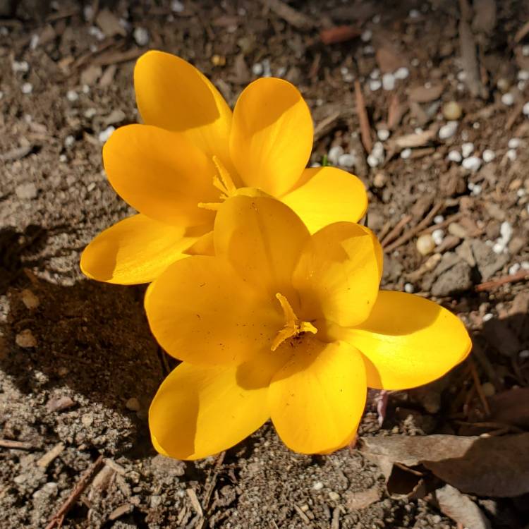 Plant image Crocus flavus subsp. flavus