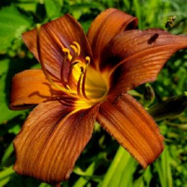 Hemerocallis 'Old Termite'