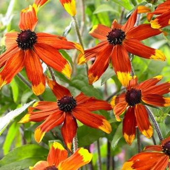 Plant image Rudbeckia triloba 'Prairie Glow'