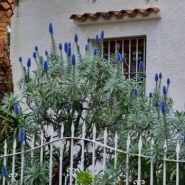 Echium candicans syn. Echium fastuosum