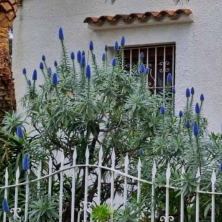 Plant image Echium candicans syn. Echium fastuosum