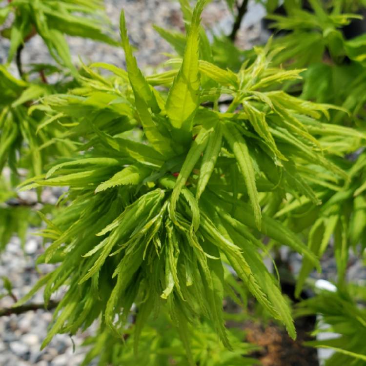 Plant image Acer Palmatum 'Mikawa Yatsubusa'