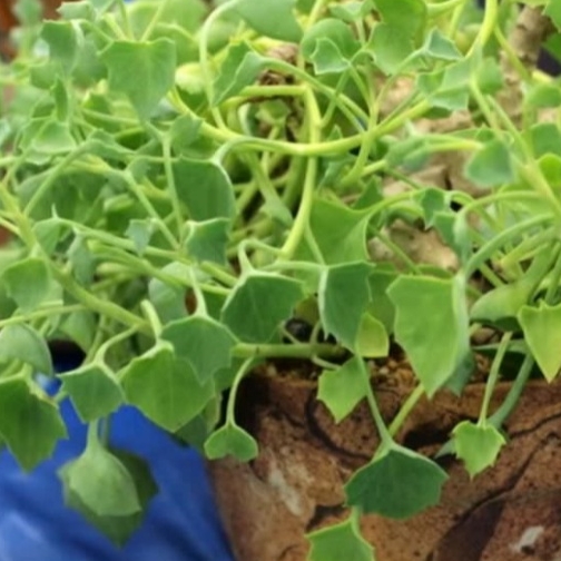 Plant image Senecio tropaeolifolius